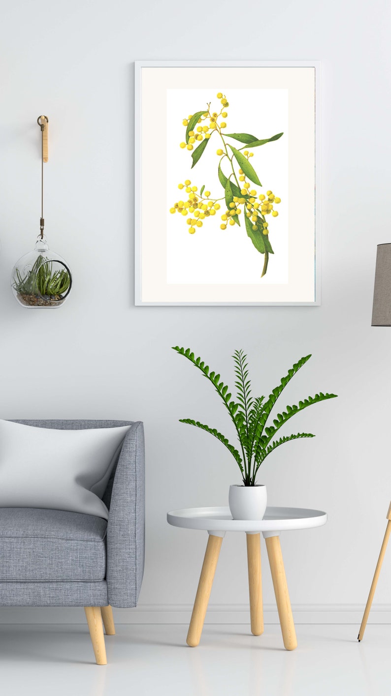 Wildflower wall decor, set of 3 Australian botanical watercolour prints A4 or A3 Wattle Acacia, Eucalyptus Australian native prints image 3