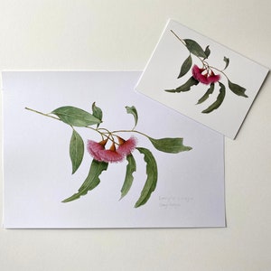 Red flowering gum print, Eucalyptus leucoxylon botanical watercolour A4 print and greeting card, Australian native plant, Australian gift