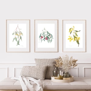Impressions de fleurs indigènes australiennes, lot de 3 impressions d'art mural, fleurs sauvages australiennes acacia, eucalyptus, écorce de fer, aquarelles australiennes