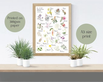 May include: A framed A3 print featuring an illustrated A-Z of Australian Plants. The print, on 300gsm paper, showcases colorful botanical drawings. The artwork is displayed on a wooden shelf, accompanied by potted plants. The print size is approximately 29.7 x 42 cm.