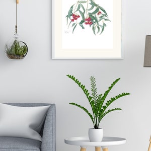 Wildflower wall decor, set of 3 Australian botanical watercolour prints A4 or A3 Wattle Acacia, Eucalyptus Australian native prints image 4