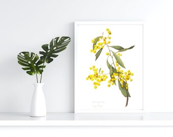 Golden Wattle, Acacia pycnantha, Wattle illustration, A4 or A3 print, Australian native plant, Australian gift