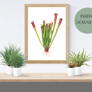 Pitcher Plant Printable Wall Art, Carnivorous Plant Botanical Watercolour Print, Digital Wall Art, Digital Download