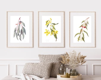 Australian botanical watercolour prints, Australian wall art - Mugga Ironbark, Golden Wattle, Eucalyptus leucoxylon, set 3, A4 or A3 size