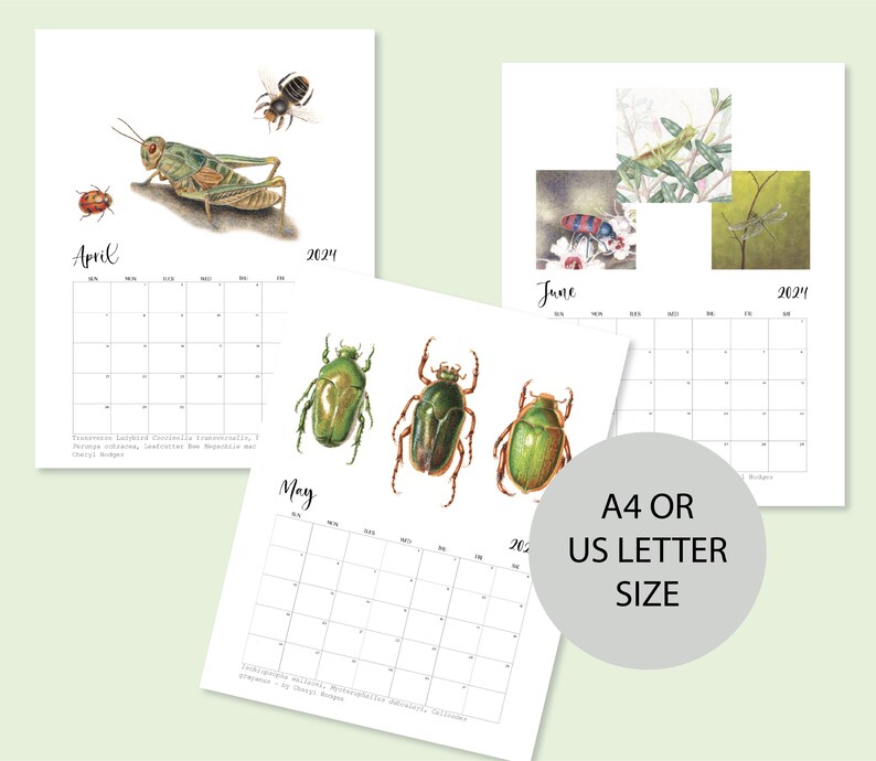 2024 Calendar Printable Australian Native Insects Monthly, Painted