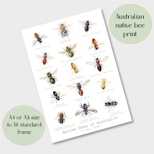 Native Bees of Australia print, Australian native bee poster, Australian Entomology gift, Australian drawings, Australian bee gift
