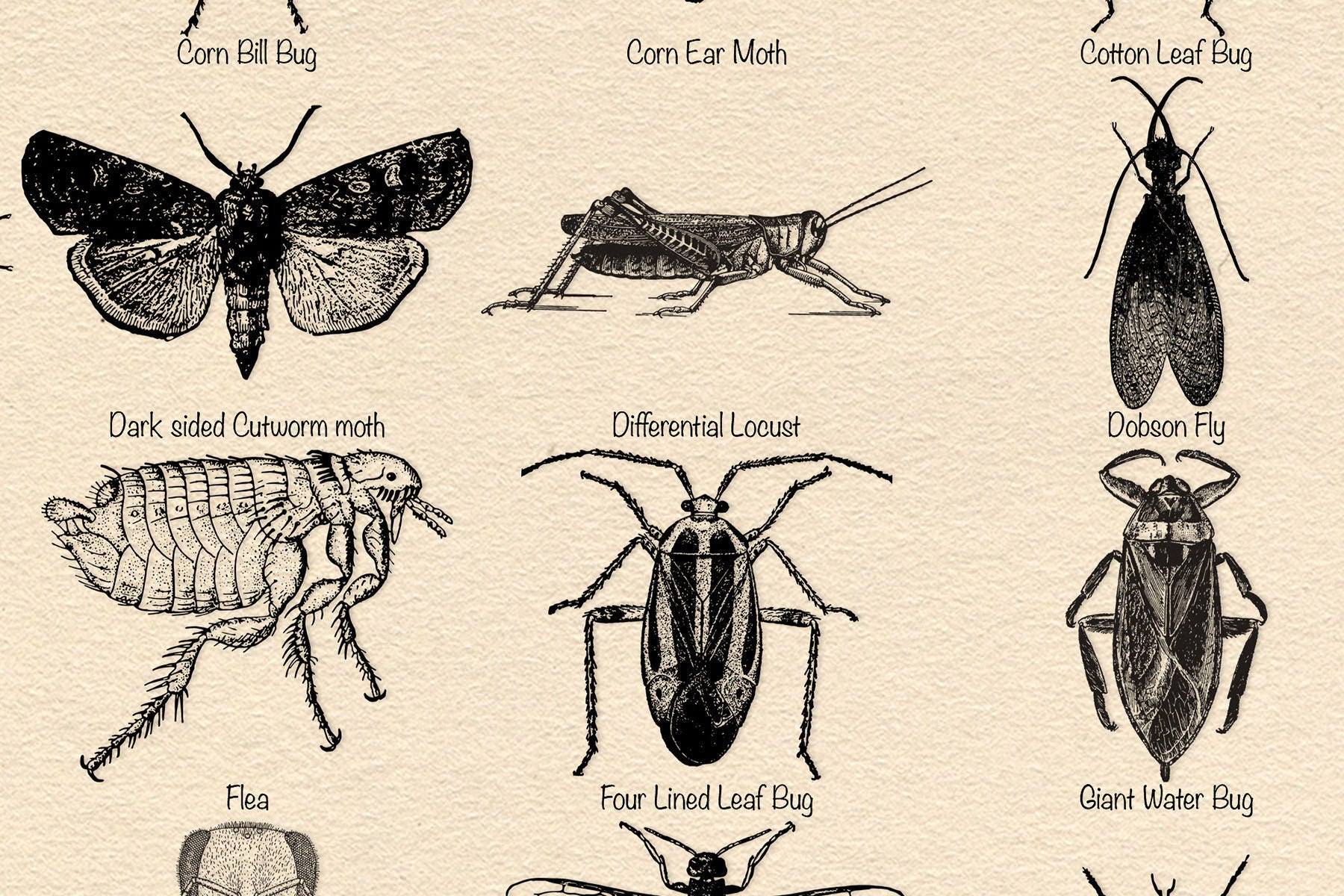 Insects Screenprint Printable Entomology Print Insect - Etsy