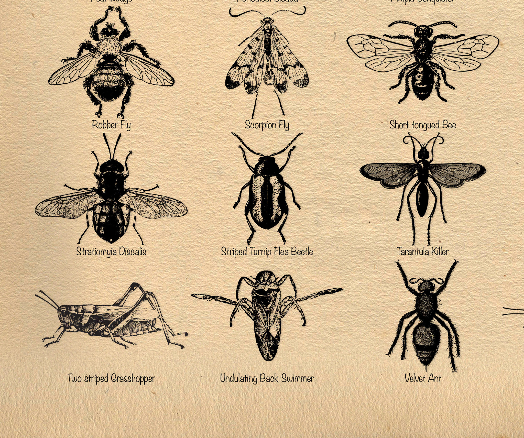 Insect Inprints Insects Screenprint Printable Entomology Print Insect - Etsy