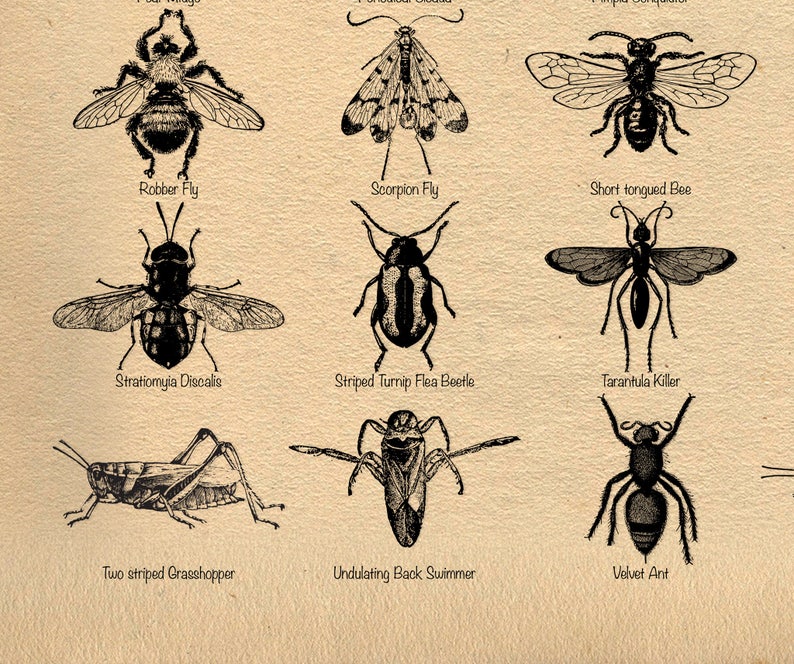 Insects Poster Screenprint Giclee Classroom Poster | Etsy