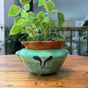 May include: A green ceramic planter with a brown rim and a hand-painted cow face design on the front. The planter features a wide, rounded body with small feet and contains a leafy green plant with textured, serrated leaves and purple veins.