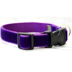 Collier pour chien violet // Collier pour chien en velours 'Prince' // Choix de boucles argent et or!