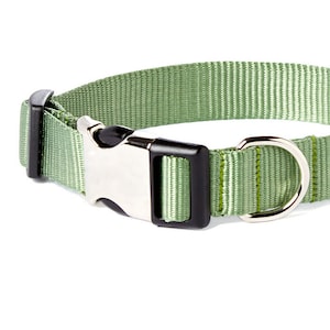 May include: A light green dog collar with a silver buckle and a silver D-ring. The collar has a black accent on the buckle.