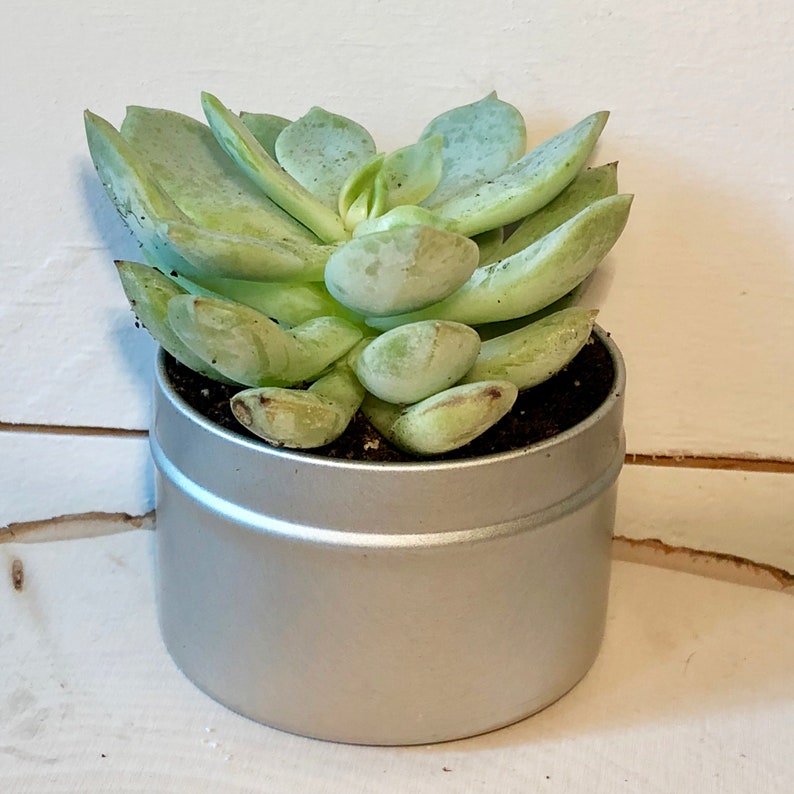 Op de afbeelding: Een kleine succulent met lichtgroene bladeren die groeit in een zilveren blik.