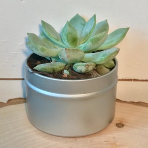 May include: A small succulent plant with green leaves growing in a silver tin can.