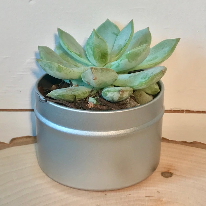 May include: A small succulent plant with green leaves growing in a silver tin can.
