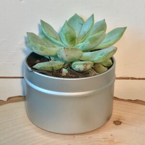 May include: A small succulent plant with green leaves growing in a silver tin can.