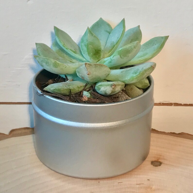 May include: A small succulent plant in a silver tin can. The succulent has green leaves and is growing in brown soil.