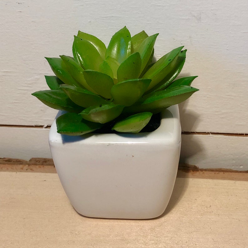 May include: A small, green succulent plant in a white ceramic pot. The plant has thick, fleshy leaves that are arranged in a rosette shape.