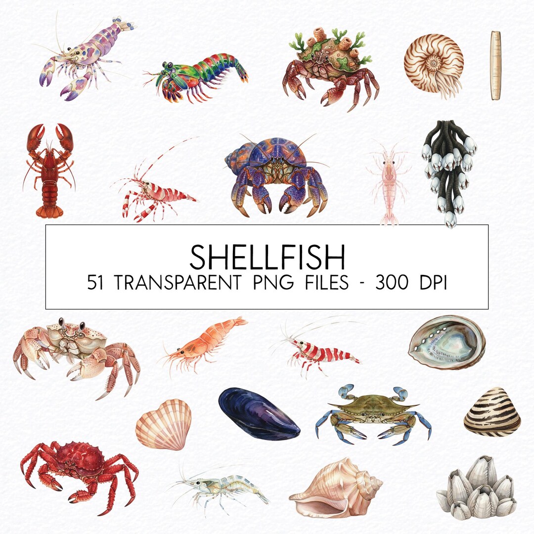 Shellfish Png Shellfish Watercolor Clipart Bundle (PNG) - Etsy