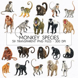 Monkey Species Watercolor Clipart Bundle (PNG)