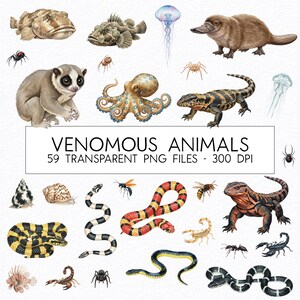 Op de afbeelding: Een verzameling aquarel illustraties van verschillende giftige dieren, waaronder een vogelbekdier, octopus, slangen, spinnen en schorpioenen. De tekst "VENOMOUS ANIMALS" wordt weergegeven, samen met "59 TRANSPARENT PNG FILES - 300 DPI".