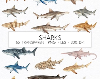 Shark Species Watercolor Clipart Bundle (PNG)