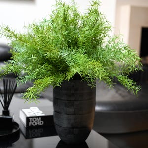 Luxus Farn Interior Greenery in einer Vase - eine realistische Spargelfarn-Pflanze