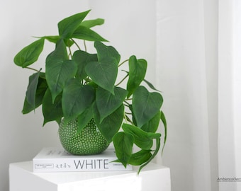 以下が含まれることがあります： 大きなハート型の葉を持つ、鮮やかな緑色の鉢植え。 質感のある、白い水玉模様の緑色の陶器の鉢に入っています。 鉢は白い表面に置かれ、「WHITE」と書かれた本があります。