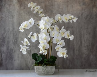 May include: A white orchid plant with multiple blooms in a gray ceramic pot. The plant is sitting on a gray textured surface.