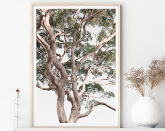 Tree Art, Tree Photography Prints, Extra Large Wall Art Prints, Neutral Prints, Nature Art, Eucalyptus Tree Poster, Scandinavian Decor