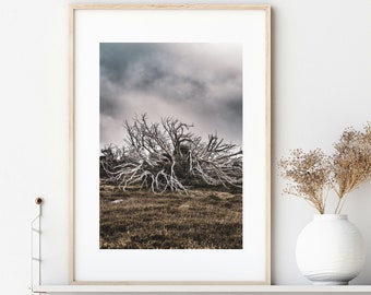 Tree Art, Nature Photography Prints, Large Wall Art Prints, Landscape Wall Art, Nature Art, Tree Print, Fine Art Print