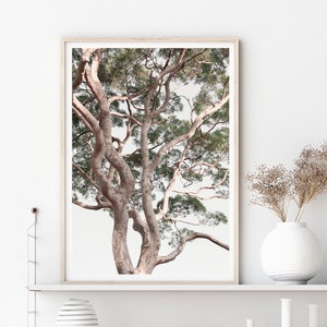 Gum Tree Print, Tree Photography Prints, Extra Large Wall Art Prints, Australia Nature Art, Tree Wall Art, Tree Art, A1/A0 Prints