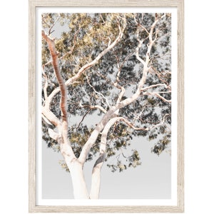 May include: A framed photograph of a tree with white bark and green leaves against a light gray background. The tree branches are reaching up towards the sky.