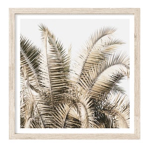 May include: A close-up of a palm tree with brown and green leaves against a white background.