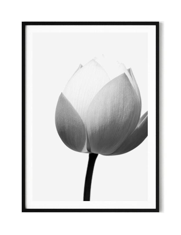 Lotus Art Flower Wall Art Large Wall Art Prints Flower Etsy Australia