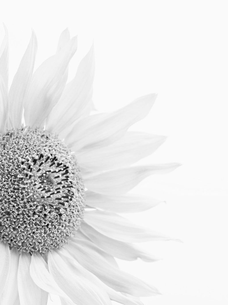 Flower Wall Art Black and White Flower Prints Large Wall Art | Etsy