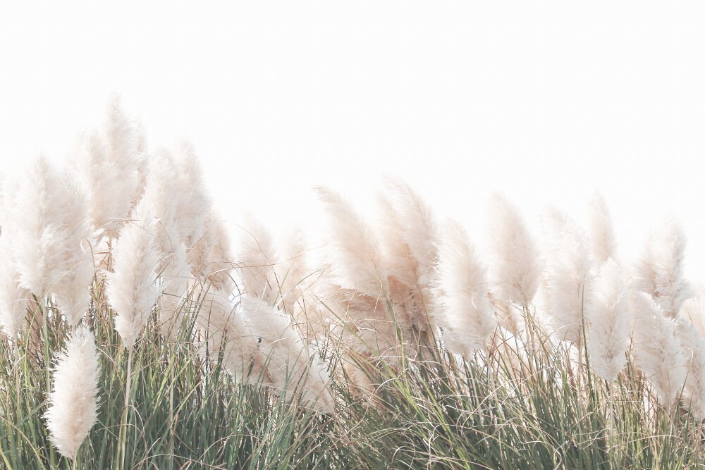 Pampas Grass Print Digital Download 694