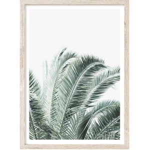 May include: A close-up of a palm tree with green leaves against a white background.