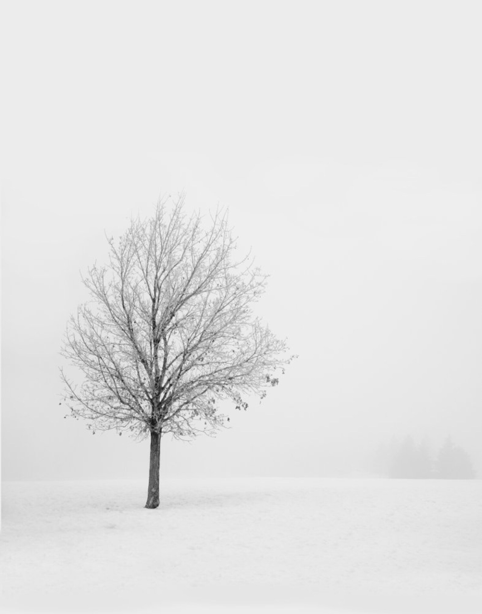 Tree Art Black and White Photography Prints Extra Large Wall - Etsy