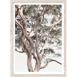 Tree Art, Tree Photography Prints, Extra Large Wall Art Prints, Neutral Prints, Nature Art, Eucalyptus Tree Poster, Scandinavian Decor