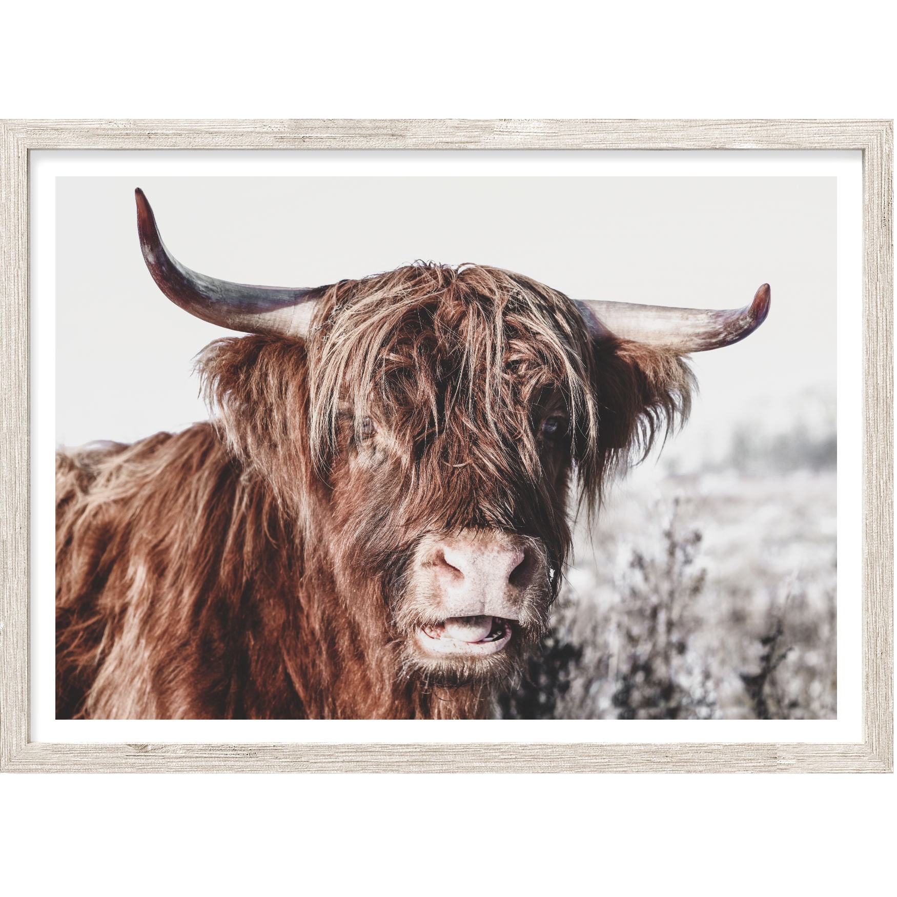 Highland Cow Wall Art Extra Large Wall Art Prints Animal Etsy Australia