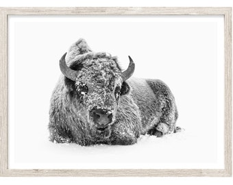 Bison Print, Large Wall Art Prints, Black and White Photography Prints, Animal Art Print, Buffalo Wall Art, Large Scale Photography Art