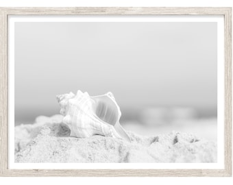 Seashell Photography Prints, Beach Wall Art, Large Wall Art Prints, Black and White Coastal Prints, Seashell Print, Beach Decor