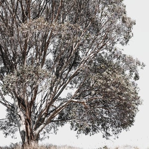 May include: A large, bare-branched tree with a thick trunk stands in a field of tall, dry grass. The tree is silhouetted against a white sky.