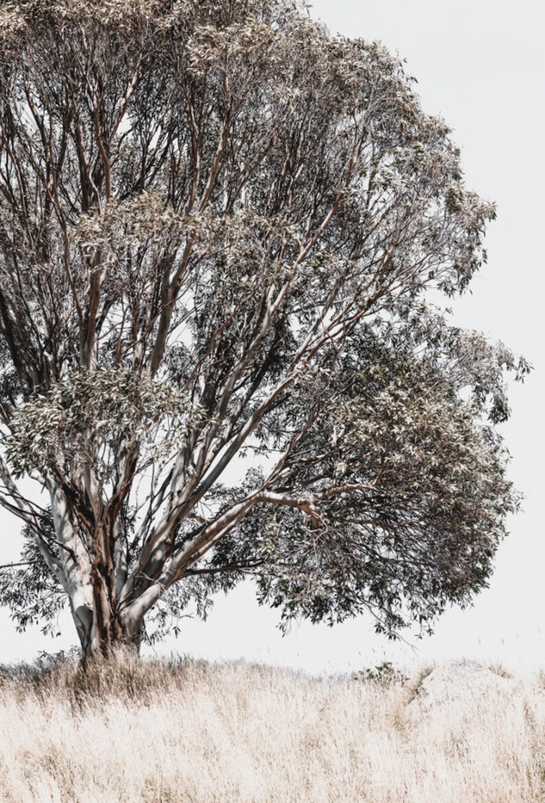 May include: A large, bare-branched tree with a thick trunk stands in a field of tall, dry grass. The tree is silhouetted against a white sky.