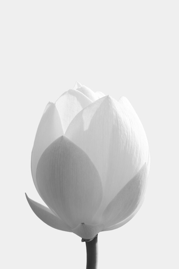 Lotus Print Flower Wall Art Large Wall Art Prints Flower Etsy