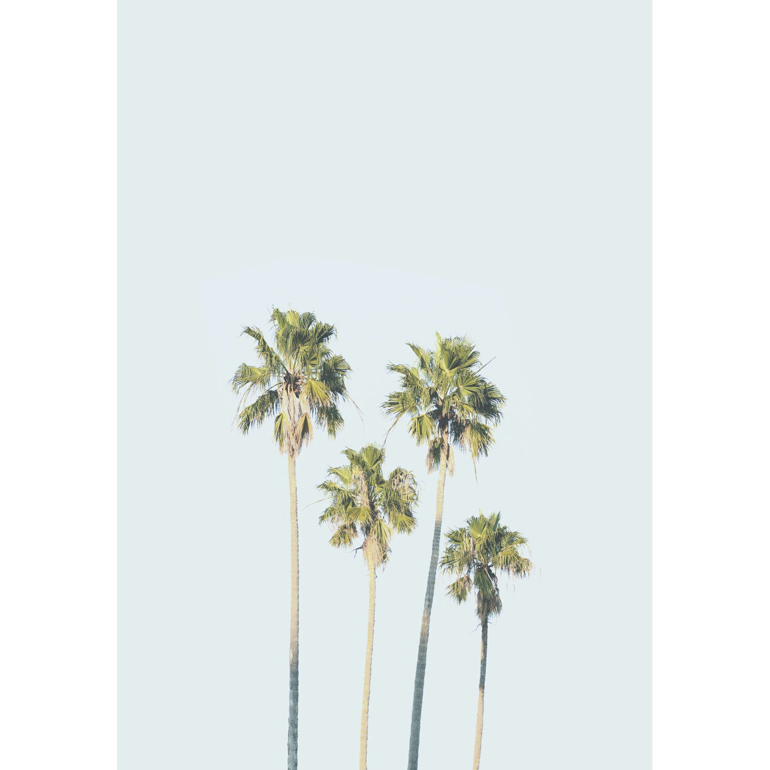 Palm Tree Print, Coastal Wall Art, Palm Photography Prints, Extra Large ...