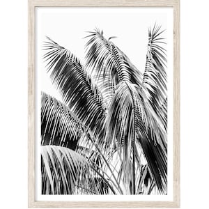 May include: Black and white framed print featuring a close-up of palm fronds. The image showcases the intricate details of the leaves against a bright white background. The frame is a light, natural wood color.