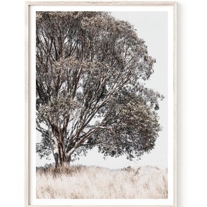 May include: A framed photograph of a lone tree with brown branches and leaves against a white background. The tree is in a field of tall, dry grass.