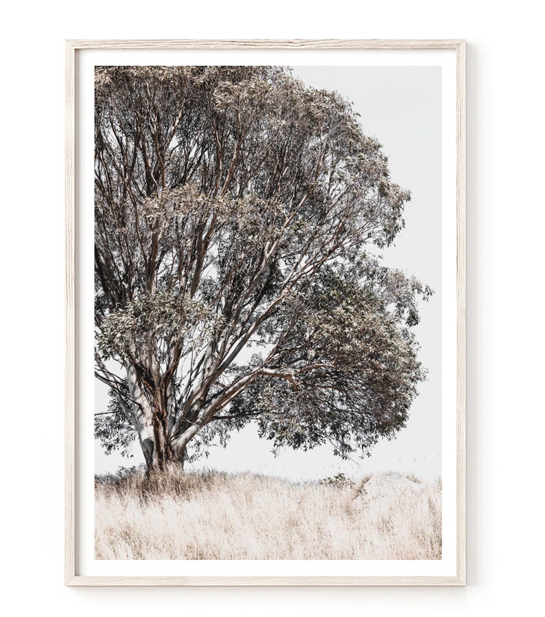 May include: A framed photograph of a lone tree with brown branches and leaves against a white background. The tree is in a field of tall, dry grass.